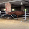 Racecourse Fence