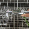 Stainless Steel Mesh